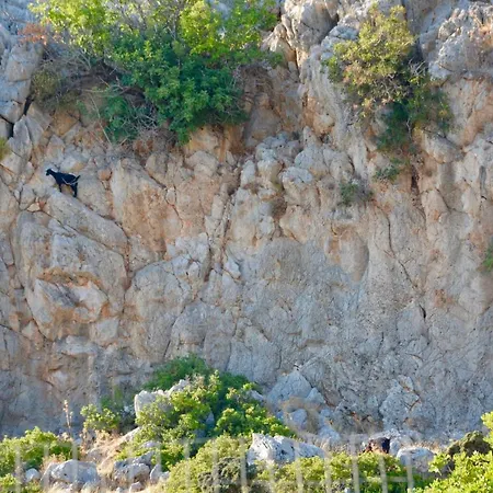 Kokinogremos Kalithies